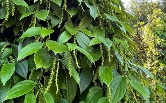 Giá tiêu hôm nay duy trì ổn định. Ảnh minh họa