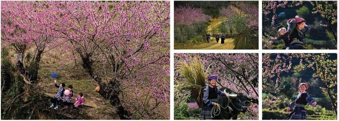 Bộ ảnh “Xuân về trên Lùng Cúng” của tác giả Vũ Thúy Hoa (Hà Nội) đoạt Huy chương Đồng. Ảnh: BTC.
