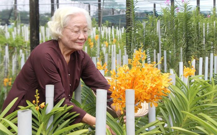 Trồng hoa lan ứng dụng công nghệ cao tại một HTX ở Củ Chi, TP Hồ Chí Minh.