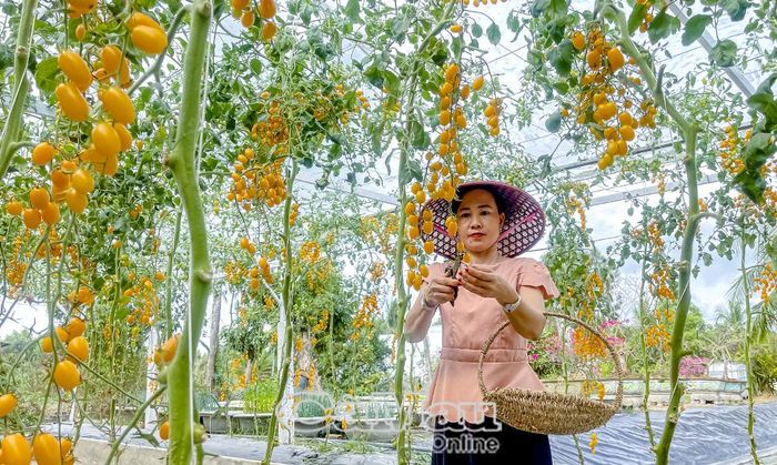 Chị Trần Phương Thảo (Xã Hồ Thị Kỷ) năng động, sáng tạo trong khởi nghiệp, mạnh dạn đưa các giống cây trồng mới vào sản xuất, mở hướng phát triển kinh tế gắn với du lịch trải nghiệm, khẳng định hình ảnh phụ nữ tự tin, bản lĩnh trong kỷ nguyên mới.