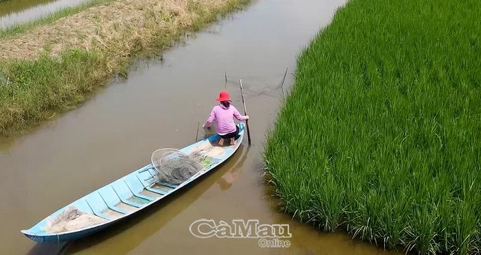 Cà Mau có hệ sinh thái ngọt, mặn, lợ phong phú, thuận lợi cho phát triển các mô hình tôm - lúa, tôm - rừng đặc trưng.