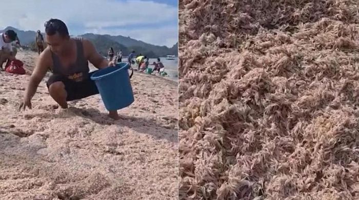 Theo thông tin được công bố, lượng tép biển này trải dài khoảng 500 mét dọc bờ biển, từ Barangay 2 đến Barangay 5. Ảnh cắt từ clip/Mommy Bheng Vlog.