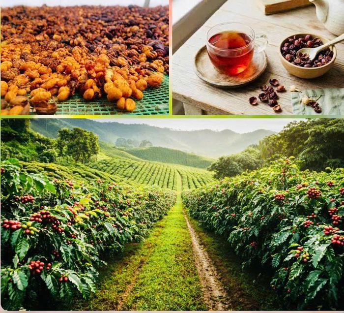 Cà phê Lâm Đồng được kỳ vọng nâng cao giá trị và mở rộng thị trường thông qua kết nối doanh nghiệp, quảng bá sản phẩm đặc sản và thúc đẩy hợp tác quốc tế