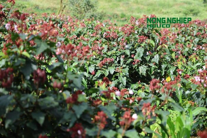 Gia đình ông Đinh Văn Chánh mạnh dạn đưa cây cà ri vào trồng trên diện tích 8,5 ha
