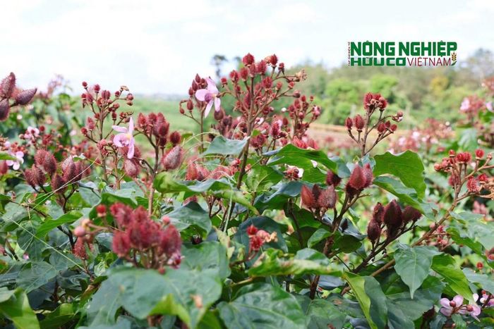 Từng chùm hoa tím hồng nổi bật trên nền lá xanh, đung đưa trong gió, tô điểm cho những triền đồi, nương rẫy