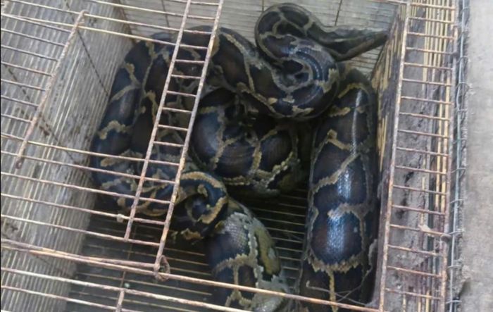 Trăn đất (Python bivittatus) là loài động vật thuộc Nhóm IIB. Ảnh: N. Huy