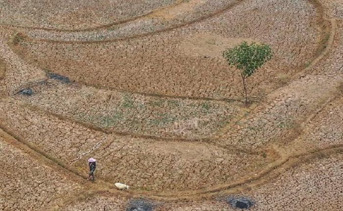 Cánh đồng lúa khô cạn ở Indonesia, nơi hiện tượng El Nino làm trầm trọng thêm tình trạng hạn hán giữa mùa cháy rừng vốn đã rất nghiêm trọng. (Ảnh: EPA)