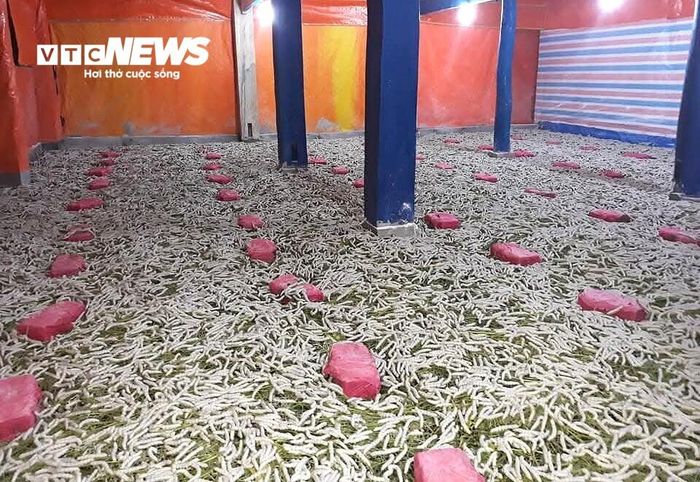 Gần 1.000 hộ dân đã chuyển sang trồng dâu nuôi tằm, cho năng suất kén cao, chất lượng, mang lại giá trị kinh tế cao, ổn định.
