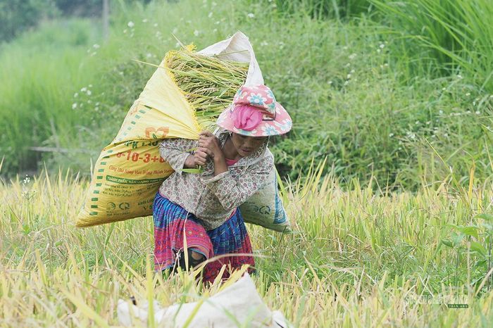 Phụ nữ vùng cao gùi bao lúa nặng sau buổi thu hoạch. Ảnh: Tuấn Anh