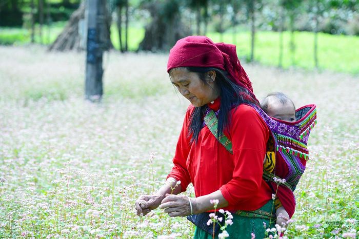 Cần mẫn lao động giữa cánh đồng hoa tam giác mạch. Ảnh: Tuấn Anh