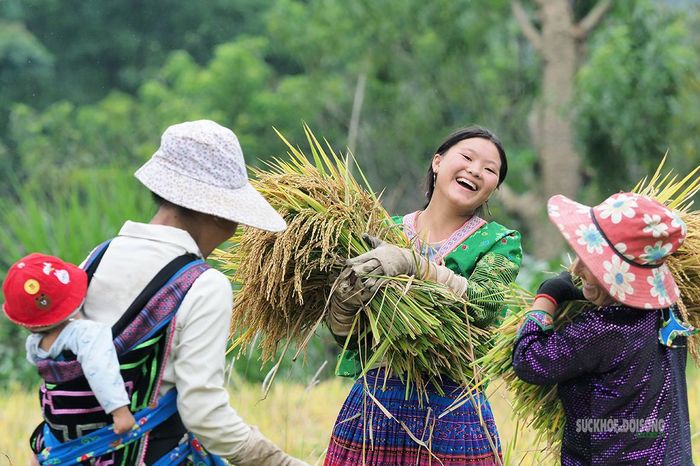 Rạng rỡ bên những bó lúa chín vàng. Ảnh: Tuấn Anh