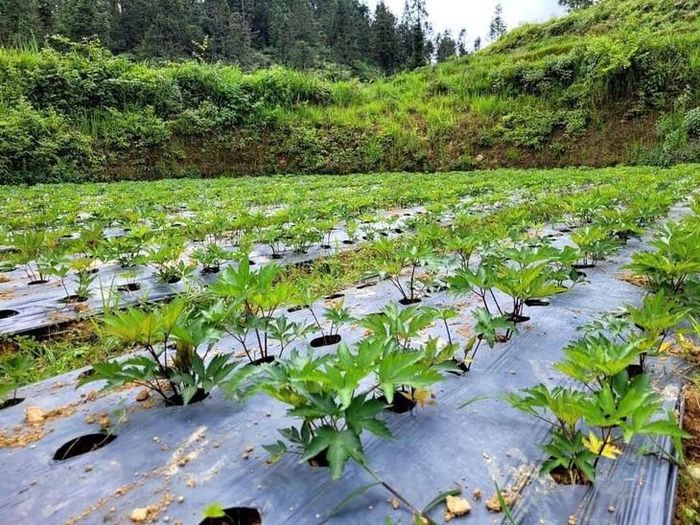 Liên kết sản xuất, tiêu thụ tạo đầu ra cho dược liệu địa phương.