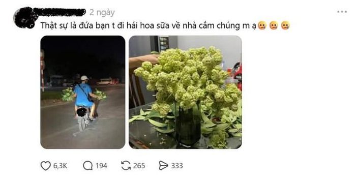 Bài viết chia sẻ về việc mang hoa sữa về nhà cắm thu hút nhiều lượt tương tác (Ảnh: IT)
