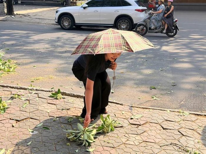 Các bạn trẻ tranh thủ nhặt những cành hoa sữa mang về trang trí (Ảnh: Thùy Trang)