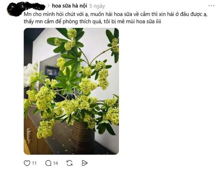 Loạt bài viết về tìm hoa sữa xuất hiện trên mạng xã hội (Ảnh: IT)