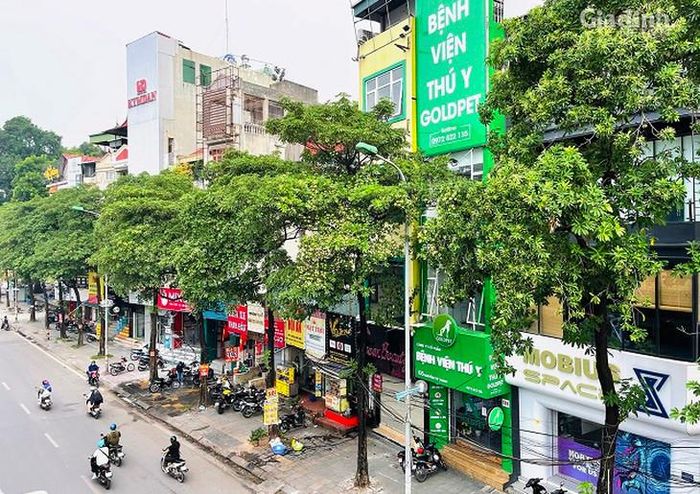 Cây hoa sữa được trồng nhiều tại các tuyến phố trung tâm Hà Nội. Ảnh SKĐS.