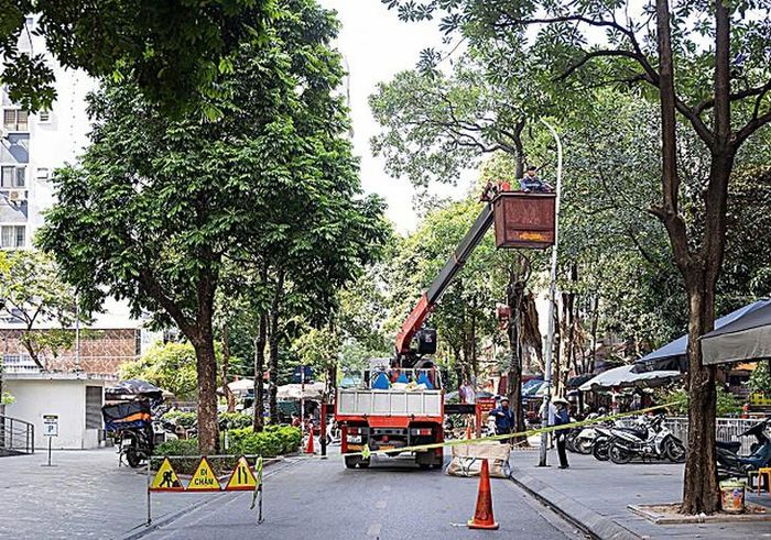Hà Nội thực hiện việc cắt tỉa cây hoa sữa để giảm mùi hương. Ảnh: SKĐS.