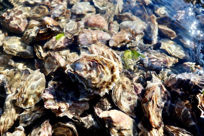  Hàu tại Fjordlux, một trang trại nhỏ ở Hood Canal, bang Washington. Ảnh: Alice và Van Helker. 