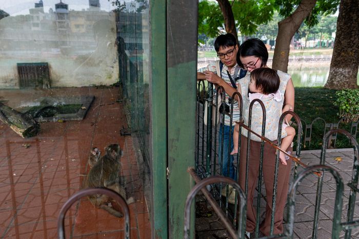 Trong chuyến tham quan Công viên Thủ Lệ cùng gia đình, chị Thanh Hà, du khách đến từ TP.HCM, nhận thấy việc quan sát động vật qua các lớp kính còn nhiều bất tiện. Theo chị, bề mặt kính thường bị bám bẩn và phản chiếu ánh sáng, khiến du khách khó nhìn rõ các con vật bên trong chuồng nuôi. “Khi nghe thông tin vườn thú dự kiến quy hoạch theo mô hình bán hoang dã với không gian mở, tôi nghĩ đây là thay đổi cần thiết. Mô hình này sẽ giúp các loài động vật có không gian sống tốt hơn, đồng thời giúp du khách dễ dàng quan sát chúng hơn.”, chị Hà chia sẻ.