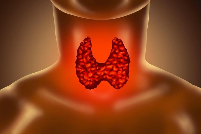  Tuyến giáp sản xuất hormone điều hòa quá trình trao đổi chất. Khi chức năng tuyến giáp suy giảm, nhiều hoạt động của cơ thể có thể bị ảnh hưởng. Ảnh: UnilabJo. 