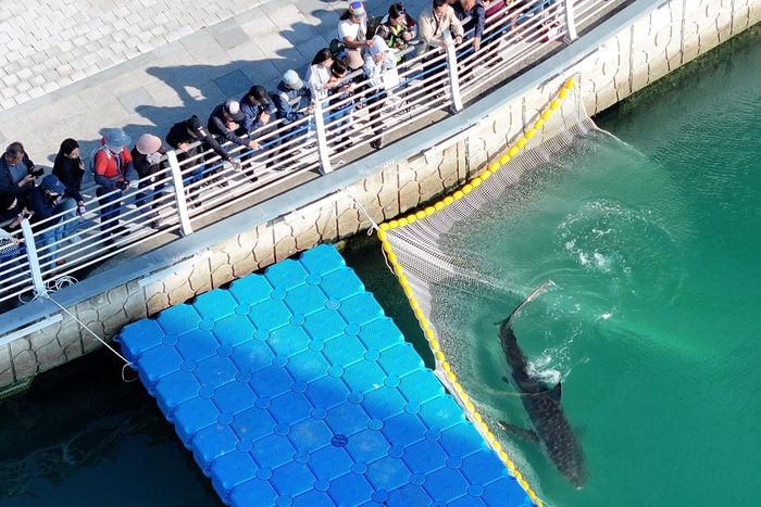  Người dân và du khách tập trung tại Công viên ven biển Cảng Bắc ở Busan, nơi cá mập xám cái Bukang-i được giải cứu về biển ngày 21/10. Ảnh: Yonhap. 