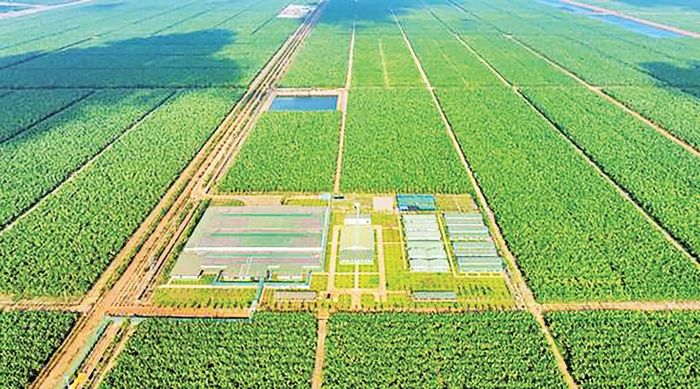 Sản xuất nông nghiệp quy mô lớn, tích hợp, tuần hoàn tại THACO AGRI.