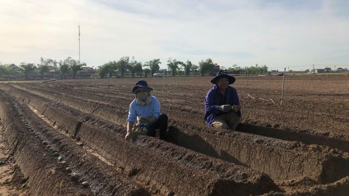Bà con nông dân thành phố Hải Phòng trồng khoai tây trong vụ đông.