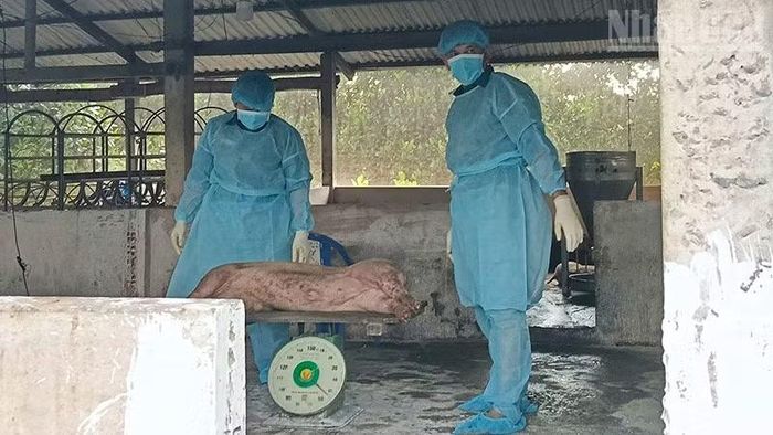 Ngành chức năng Vĩnh Long xử lý tiêu hủy ổ dịch tại xã Phú Quới. (Ảnh: CTV)