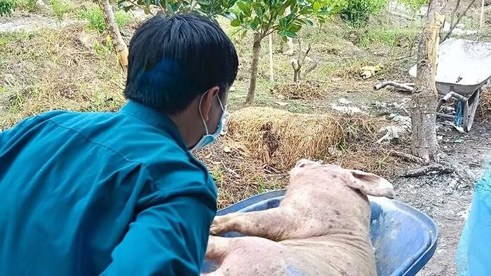 Ngành chức năng Vĩnh Long xử lý tiêu hủy ổ dịch tại xã Phú Quới. (Ảnh: CTV)