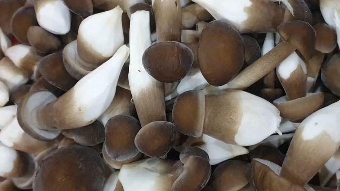 Sản phẩm nấm mối tại Trại nấm hữu cơ Bình Chánh của nông dân Trần Thanh Ngàn. (Ảnh: CTV)