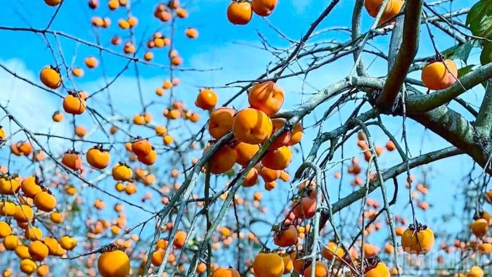 Những trái hồng lúc lỉu, rực rỡ trong nắng thu.