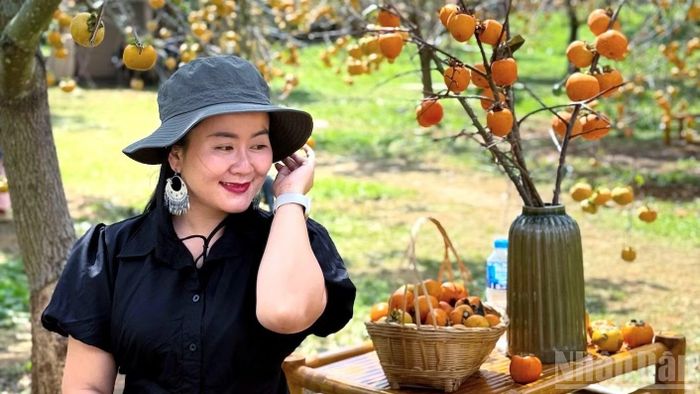 Những trái hồng lúc lỉu, rực rỡ trong nắng thu khiến nhiều du khách nhận xét: "Chỉ cần bấm máy là có ảnh đẹp".
