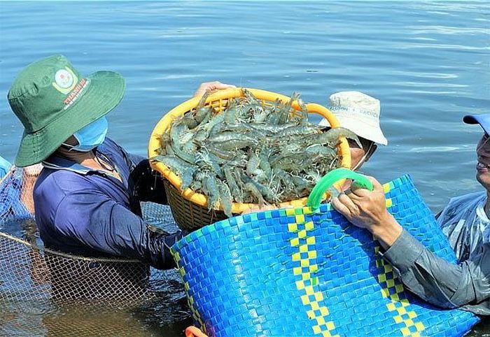 Festival tôm Cà Mau lần thứ II năm 2026 sẽ diễn ra với nhiều hoạt động đặc sắc. (Ảnh: Hoàng Minh)