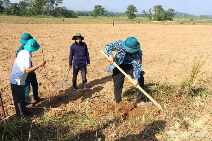 Dù thời tiết nắng nóng, nhiều người dân vẫn tích cực bắt chuột để bảo vệ mùa màng. Ảnh: Kim Long