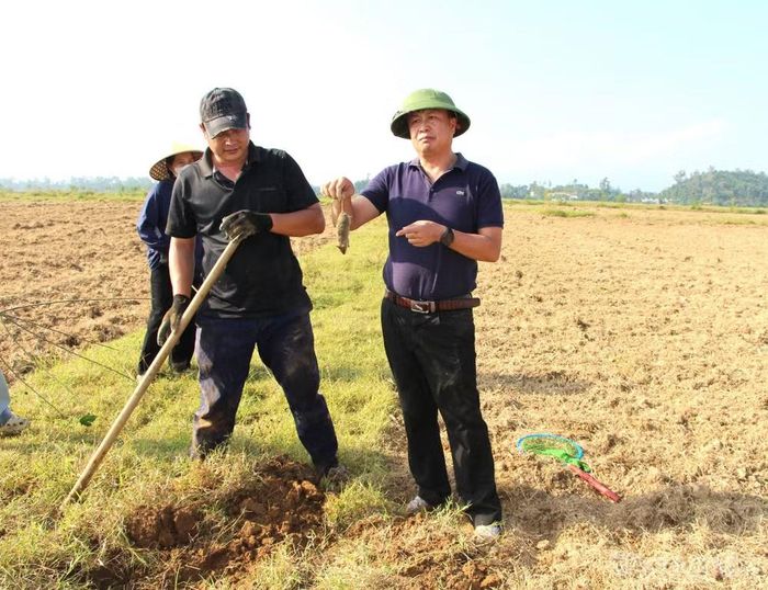 Lãnh đạo xã Xuân Lâm ra đồng bắt chuột cùng người dân. Ảnh: Xuân Lâm