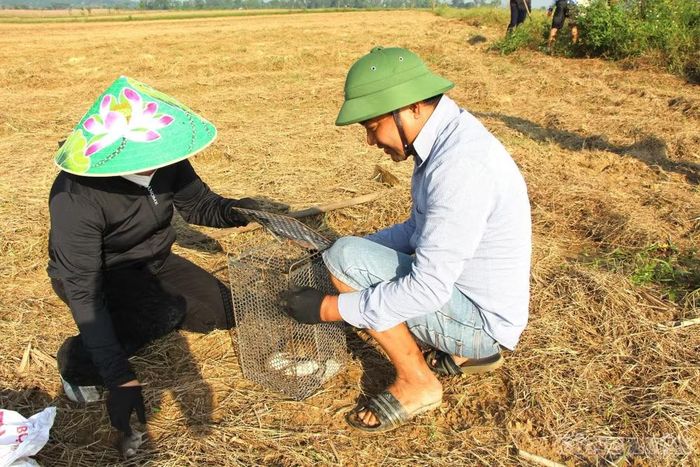 Chuột sau khi kiểm đếm đã được bàn giao cho các hợp tác xã tiêu hủy, đảm bảo vệ sinh môi trường. Ảnh: Kim Long