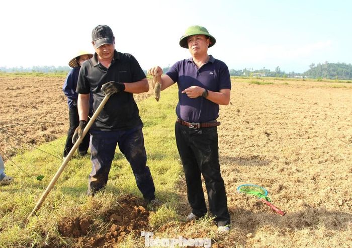 Ông Lê Đình Thanh (Bí thư Đảng ủy) và ông Nguyễn Cao Thanh (Chủ tịch xã Xuân Lâm) xuống đồng diệt chuột cùng bà con nông dân.