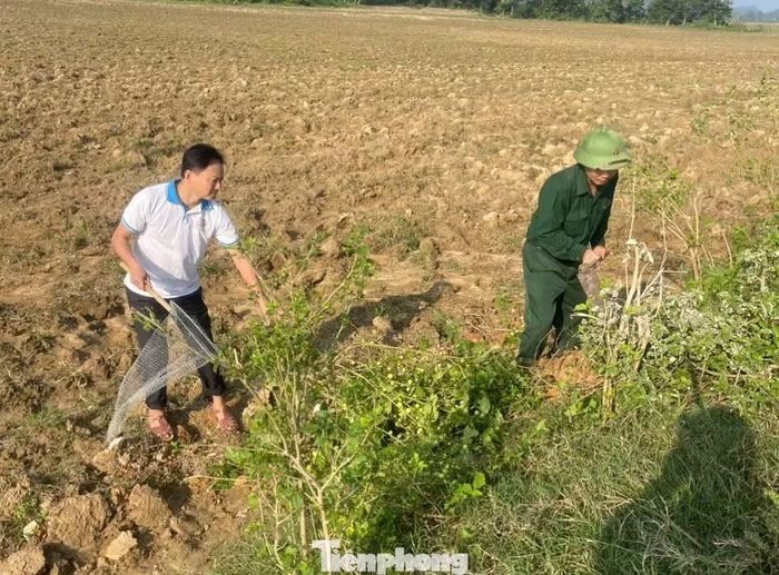 Ông Nguyễn Cao Thanh - Chủ tịch UBND xã Xuân Lâm cho biết, vụ Đông năm nay, địa phương phấn đấu gieo trồng 736ha ngô; 55ha rau, đậu các loại; 50ha bí xanh, bí đỏ và 15ha khoai lang. Tuy nhiên, đồng ruộng đứng trước nguy cơ bị chuột phá hoại.