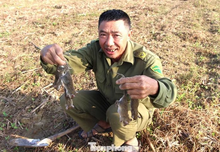  Toàn bộ số chuột bắt được sẽ được các hợp tác xã dịch vụ nông nghiệp kiểm đếm, nghiệm thu và xử lý theo quy định. 
