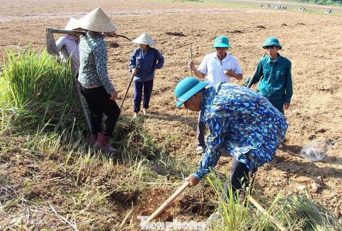 Việc huy động người dân cùng ra đồng bắt, diệt chuột giúp tăng cường khả năng kiểm soát chuột hại trên diện rộng. Hoạt động không chỉ góp phần hạn chế nguy cơ chuột cắn phá mạ, lúa và các loại cây trồng mà còn nâng cao ý thức cộng đồng trong bảo vệ sản xuất nông nghiệp.