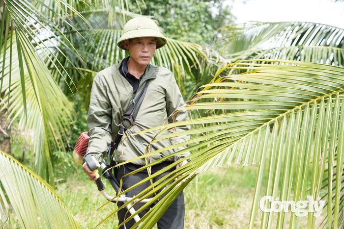 Dù dừa xiêm mới ở giai đoạn bắt đầu cho sản lượng nhưng màu xanh mướt mát hiện tại của khu vườn chính là câu trả lời về sự nỗ lực của sự tử tế.