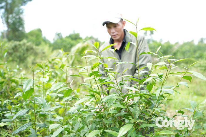 Để có tiền nuôi vườn, anh Dương áp dụng "lấy ngắn nuôi dài" từ cây chè xanh...