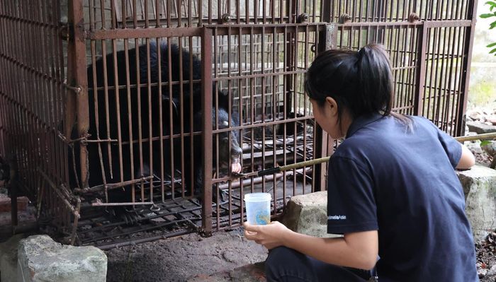 Các cá thể gấu ngựa được cứu hộ, mở thêm cơ hội bảo tồn động vật hoang dã và gìn giữ đa dạng sinh học.