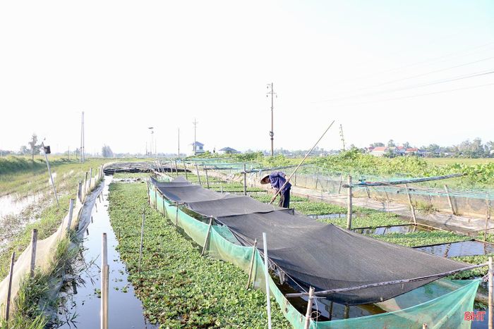 Mô hình nuôi ốc bươu đen của anh Dương Hải Nam tận dụng diện tích mặt ruộng gần tuyến đê đi qua địa bàn xã Đồng Tiến.