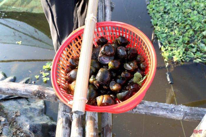 Mô hình nuôi ốc bươu đen của anh Dương Hải Nam bước đầu mang lại hiệu quả kinh tế khá cao.