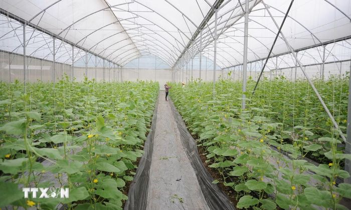 Sản xuất nông nghiệp công nghệ cao. (Ảnh: TTXVN)