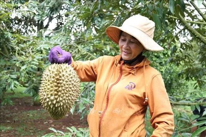 Nông dân tỉnh Đắk Lắk thu hoạch sầu riêng xuất khẩu.