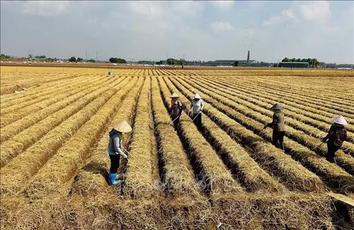 Nông dân xã Trung Kênh, thành phố Bắc Ninh trồng cà rốt.