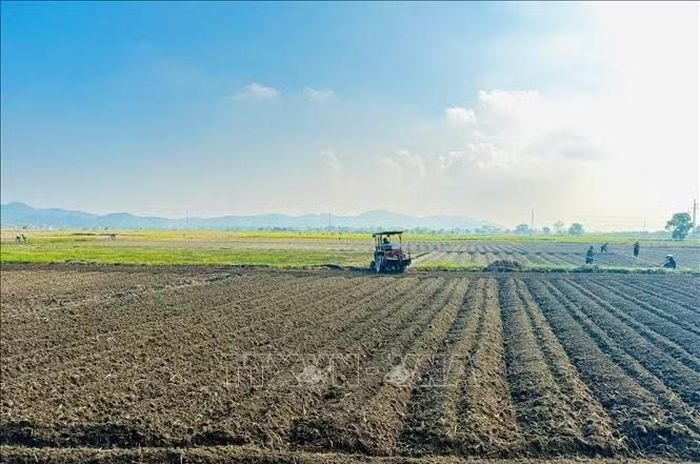 Nông dân phường Nhân Hòa tất bật vào vụ trồng khoai tây.