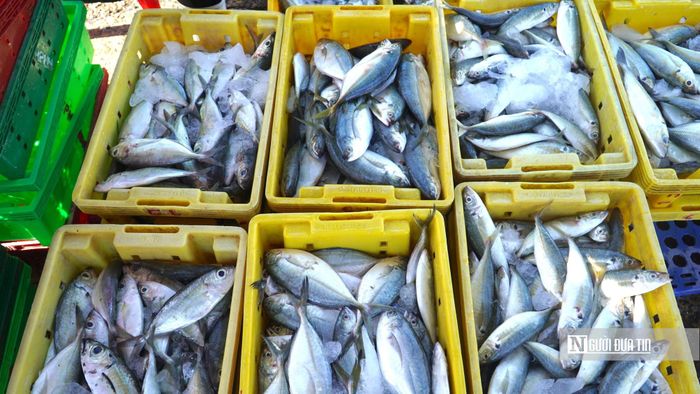 Những mẻ cá được thu mua tại Cảng cá Phan Thiết.